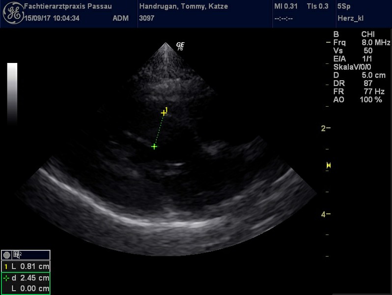 Herzschall 15.9. (2).jpg