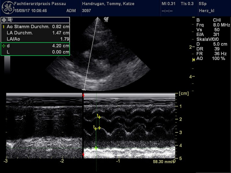 Herzschall 15.9. (8).jpg