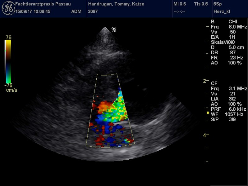 Herzschall 15.9. (9).jpg