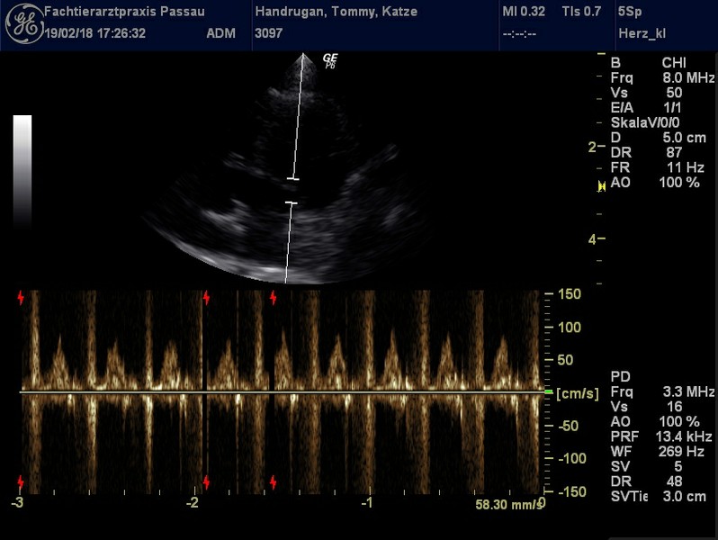 Herzschall 19.2. (1).jpg