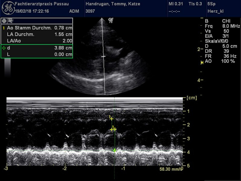 Herzschall 19.2. (11).jpg