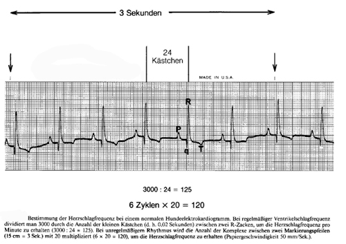 Ekg Seminar Bestimmung Der Herzfrequenz