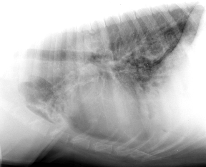 metastasen lunge hund röntgenbild