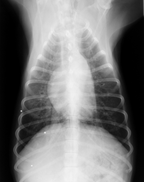 hund bronchitis