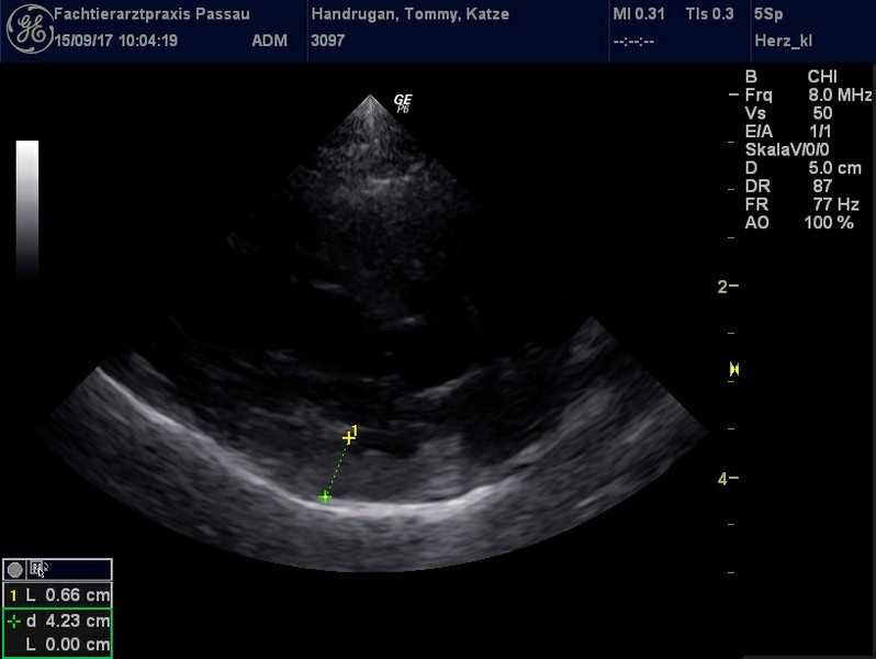Herzschall 15.9. (1).jpg
