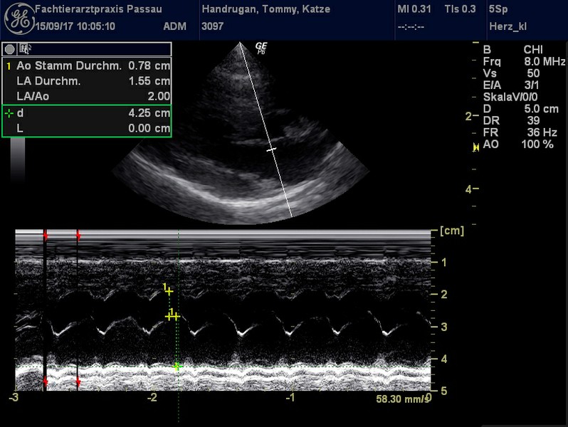 Herzschall 15.9. (4).jpg