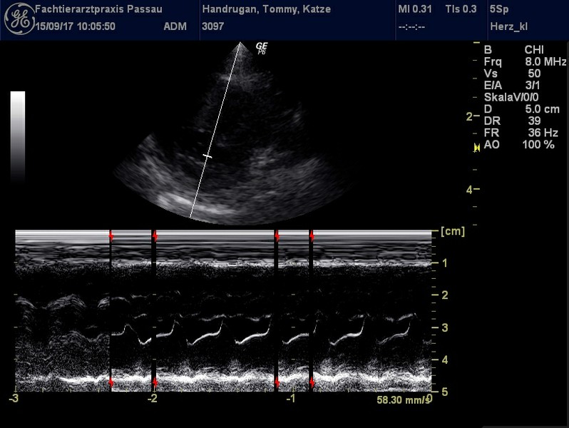 Herzschall 15.9. (5).jpg