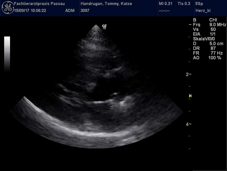 Herzschall 15.9. (7).jpg