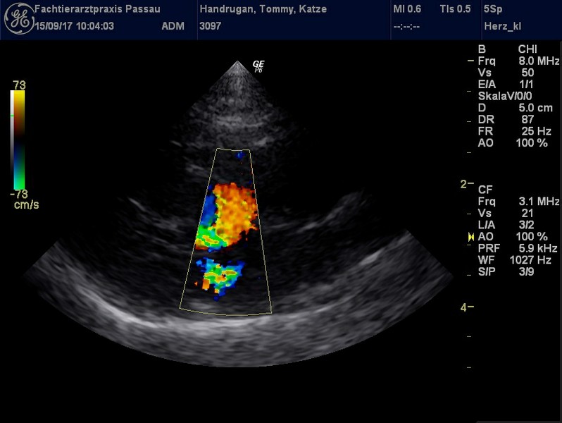 Herzschall 15.9..jpg
