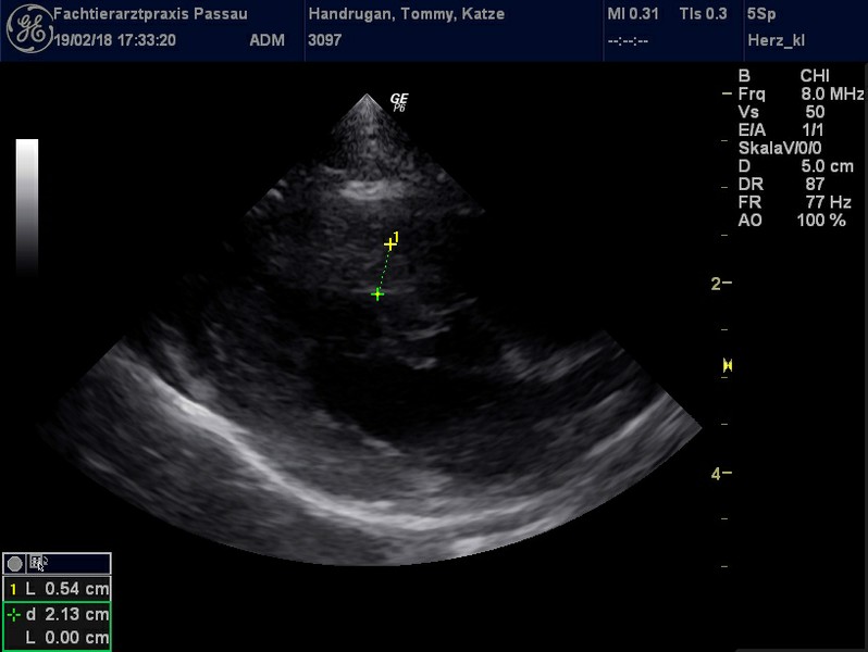 Herzschall 19.2. (6).jpg