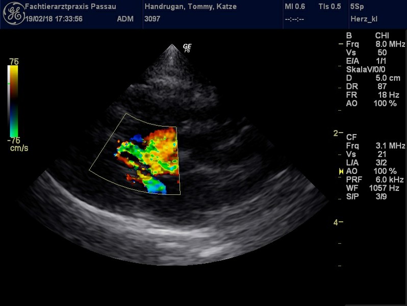 Herzschall 19.2. (8).jpg